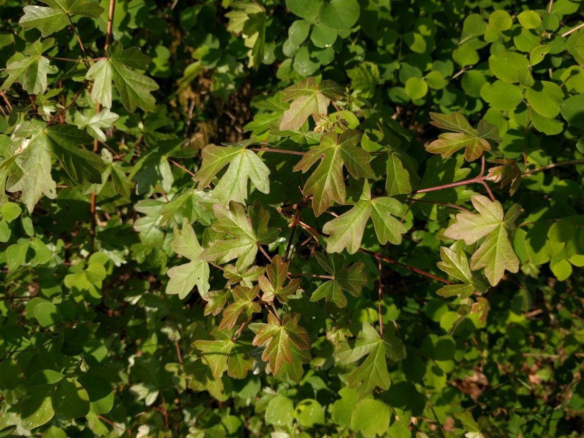 Клён полевой - фото 9