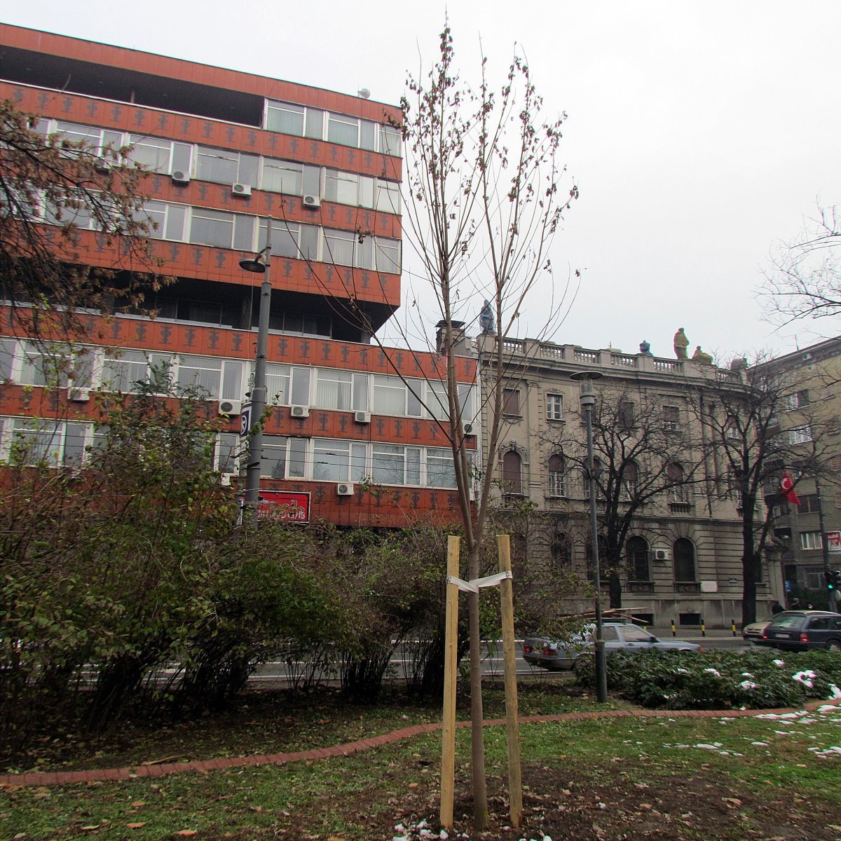 Клён серебристый - фото 10