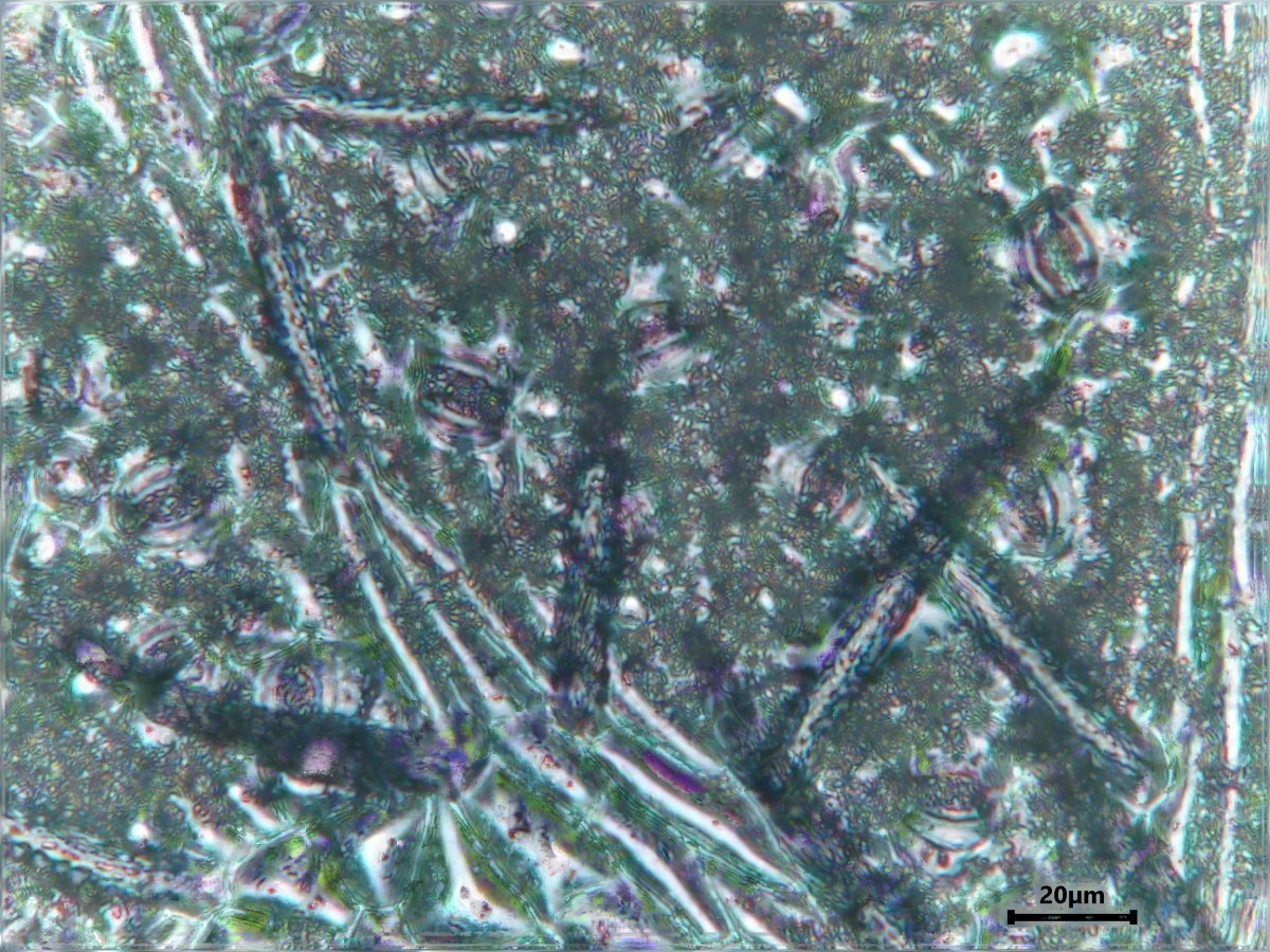 Клён серебристый - фото 7