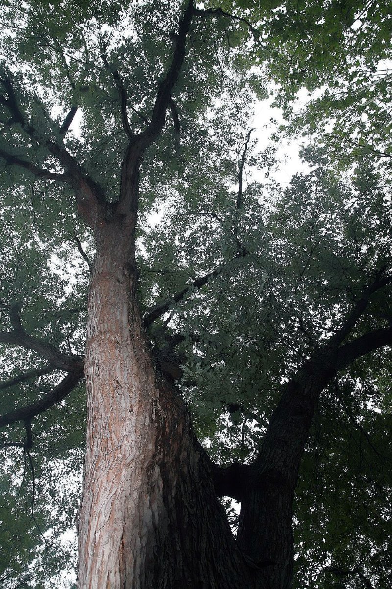 Клён серебристый - фото 5