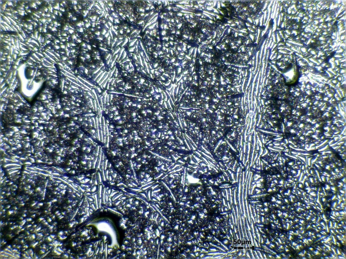 Клён серебристый - фото 9