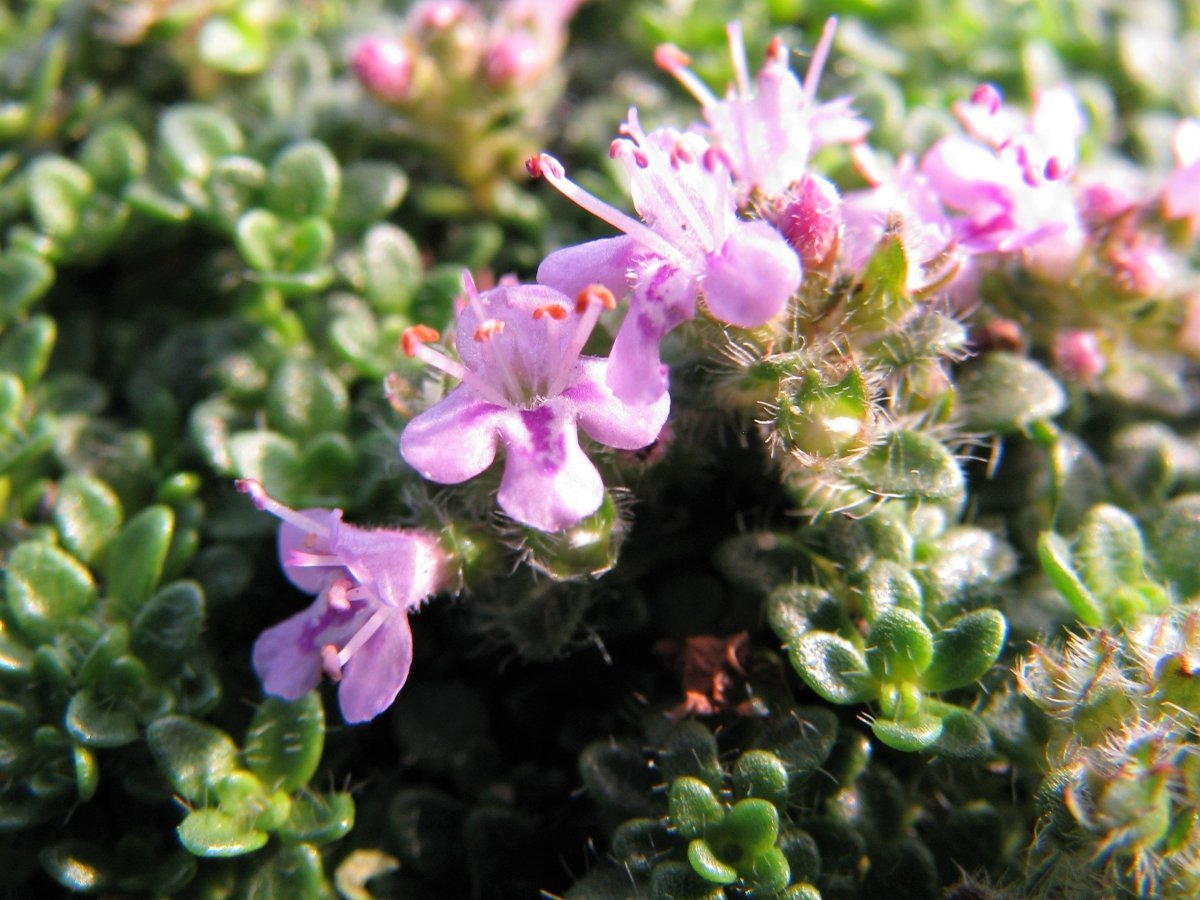 Тимьян ползучий - фото 8