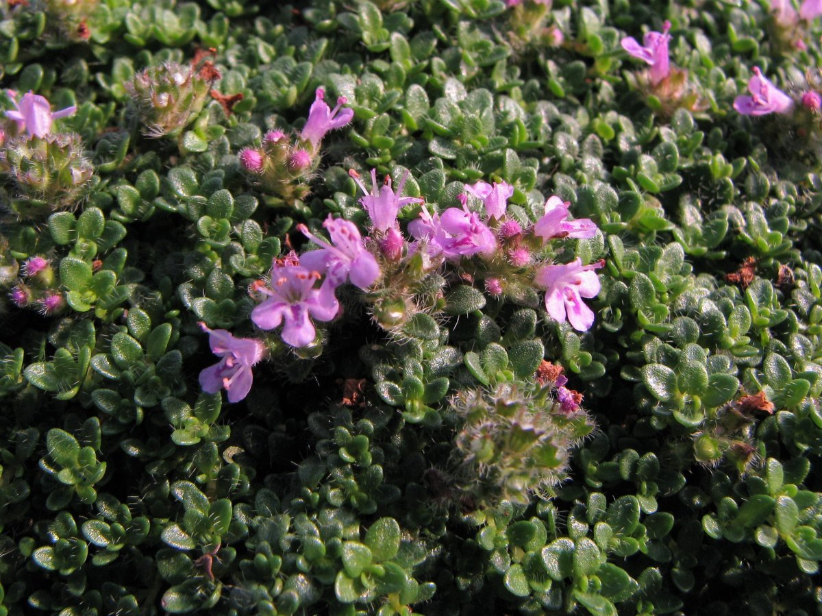 Тимьян ползучий - фото 6