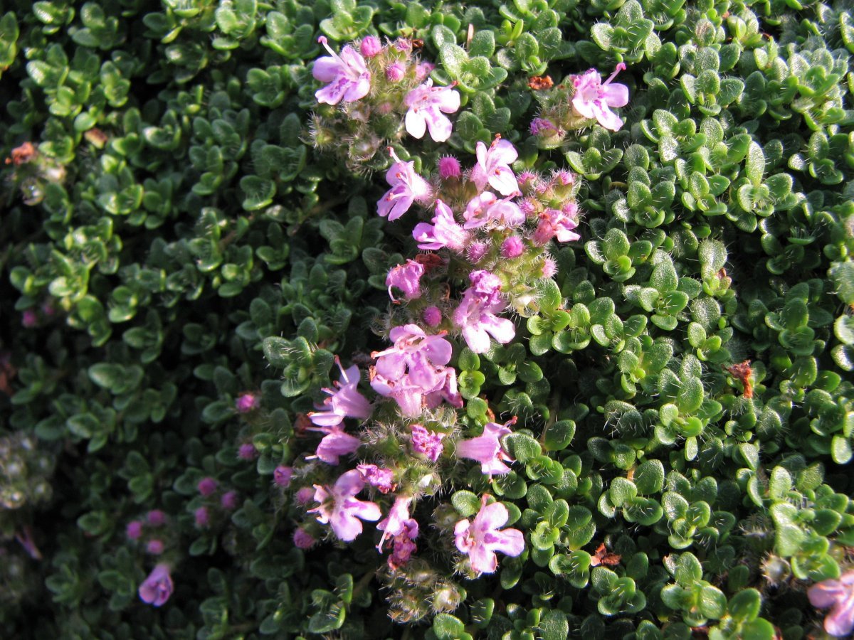 Тимьян ползучий - фото 7