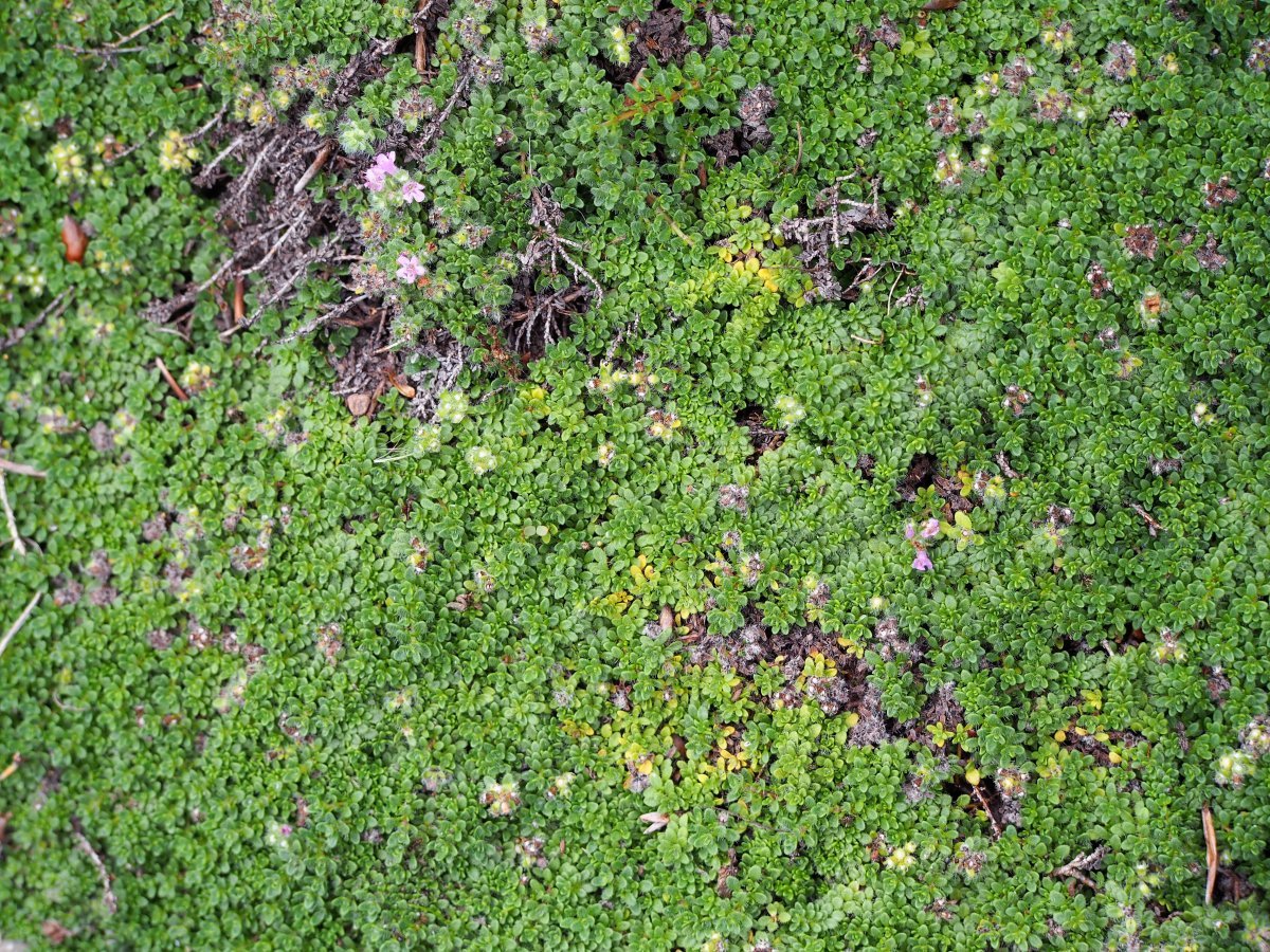 Тимьян ползучий - фото 9