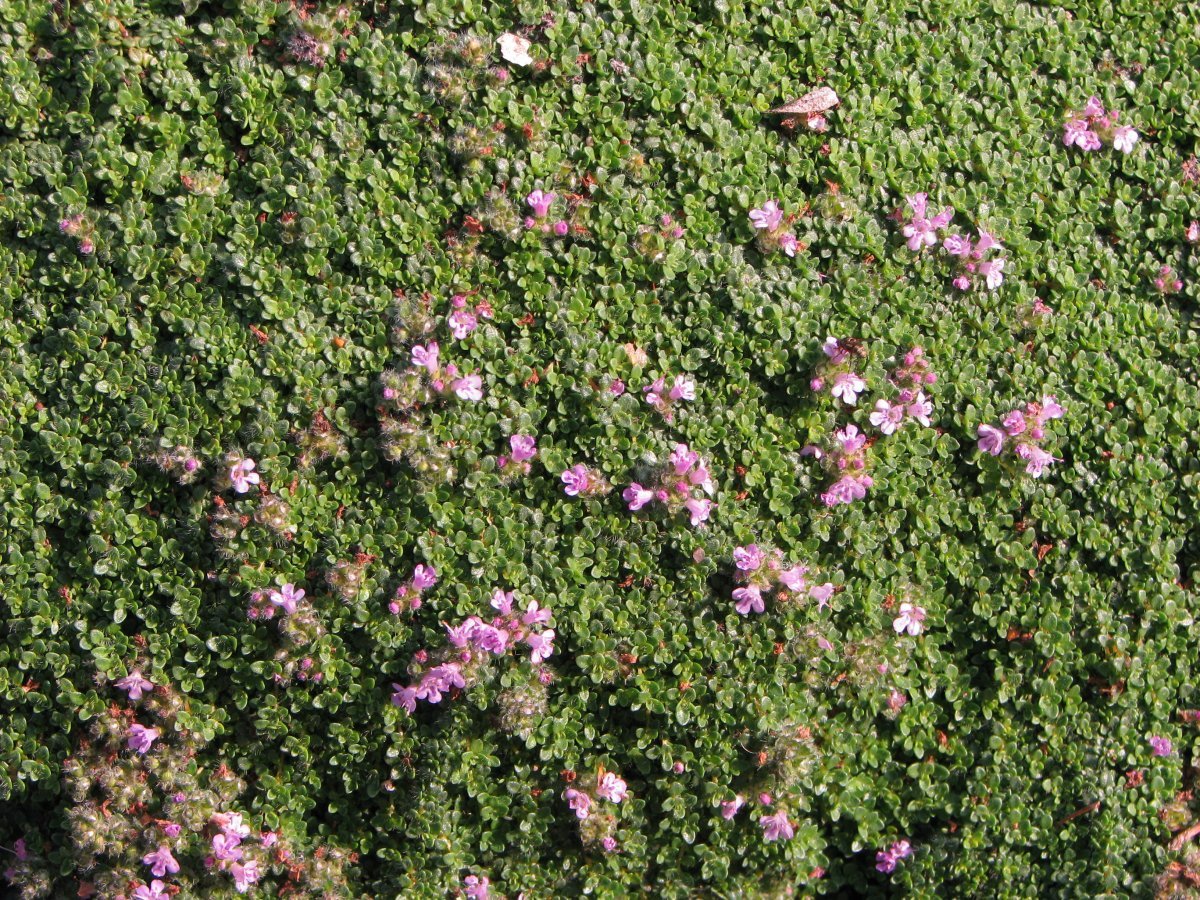 Тимьян ползучий - фото 5