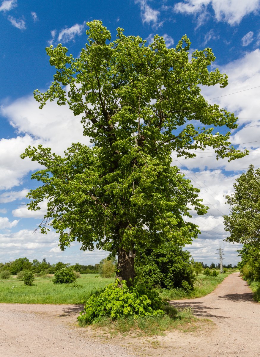 Липа мелколистная