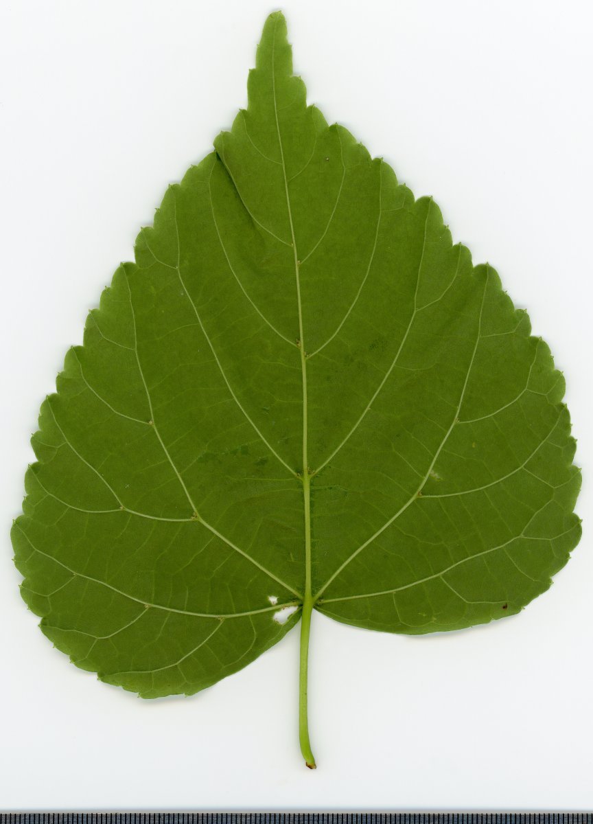 Липа крупнолистная - фото 6