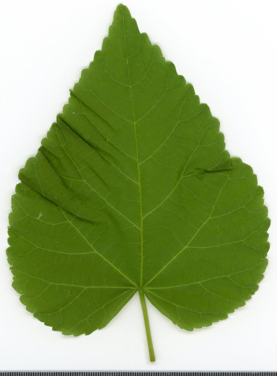 Липа крупнолистная