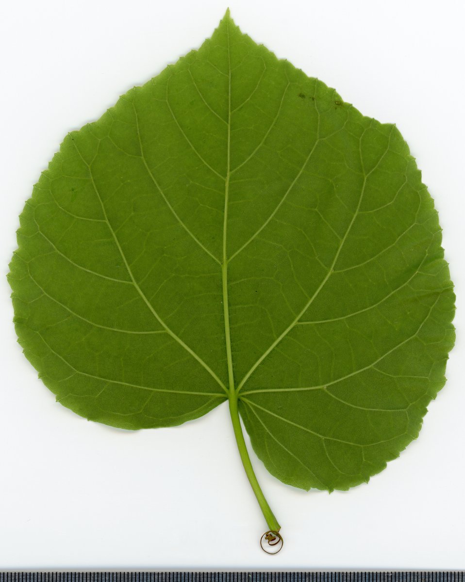 Липа крупнолистная - фото 4