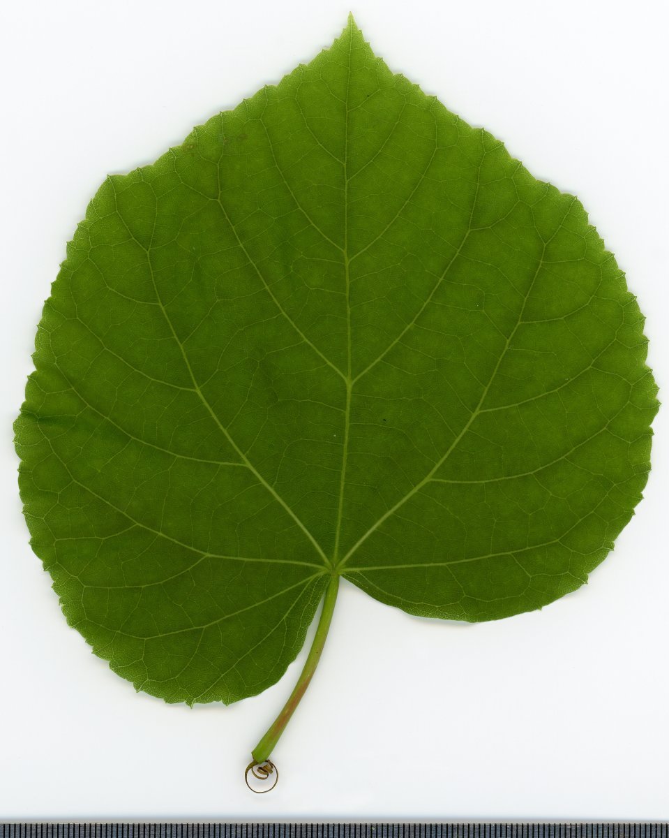 Липа крупнолистная - фото 3