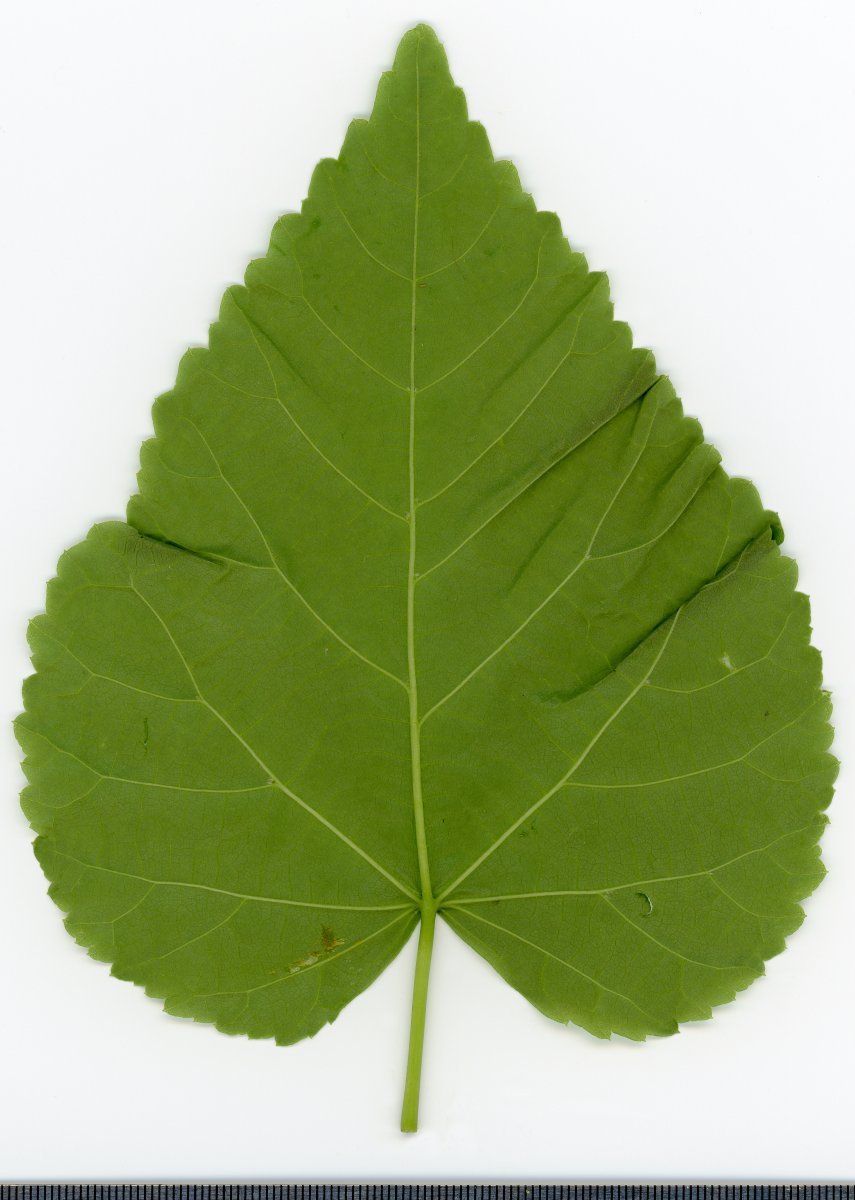 Липа крупнолистная - фото 2