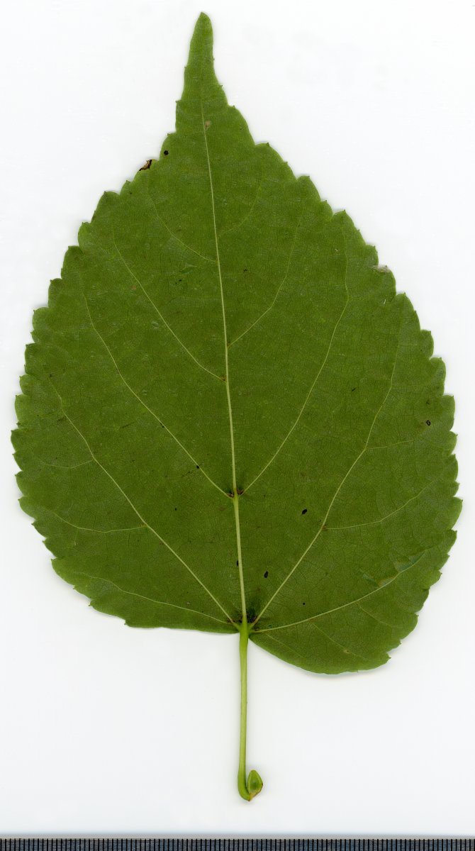 Липа крупнолистная - фото 10