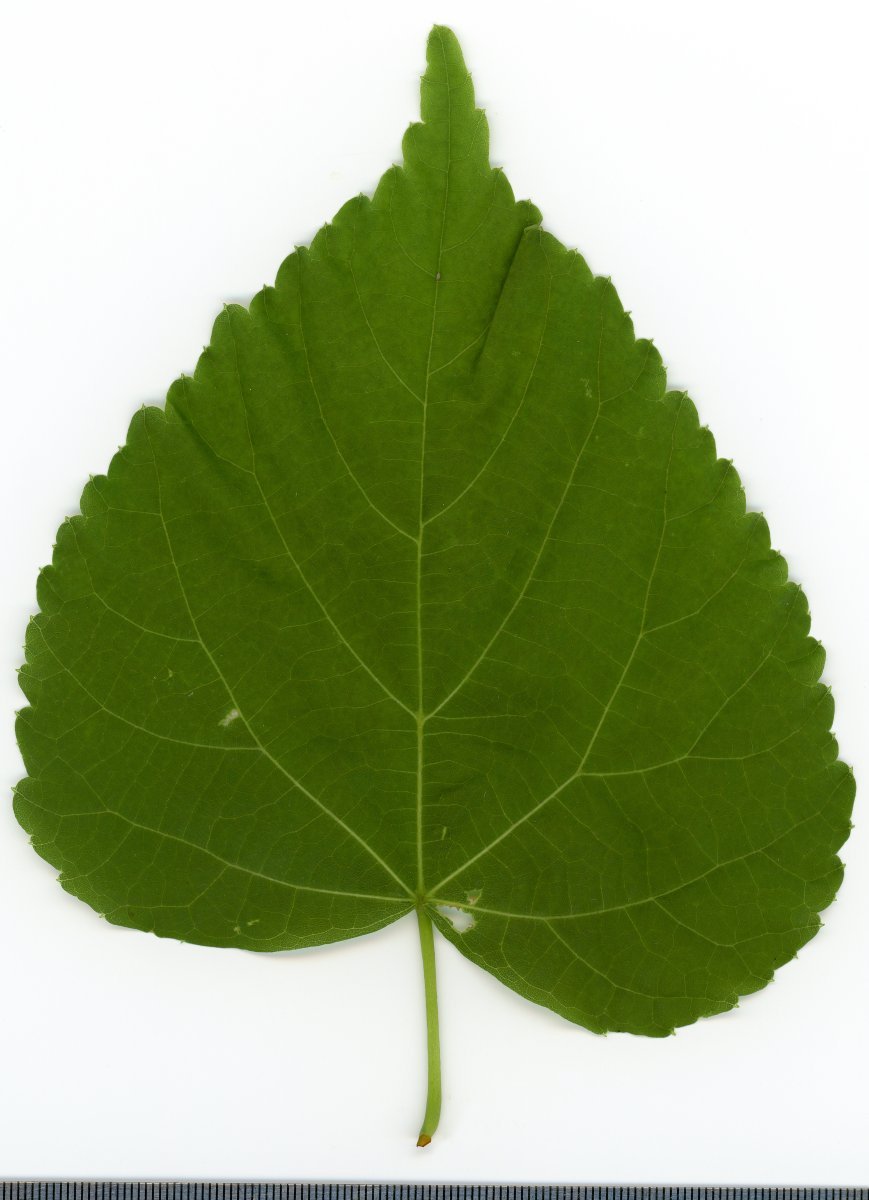 Липа крупнолистная - фото 5