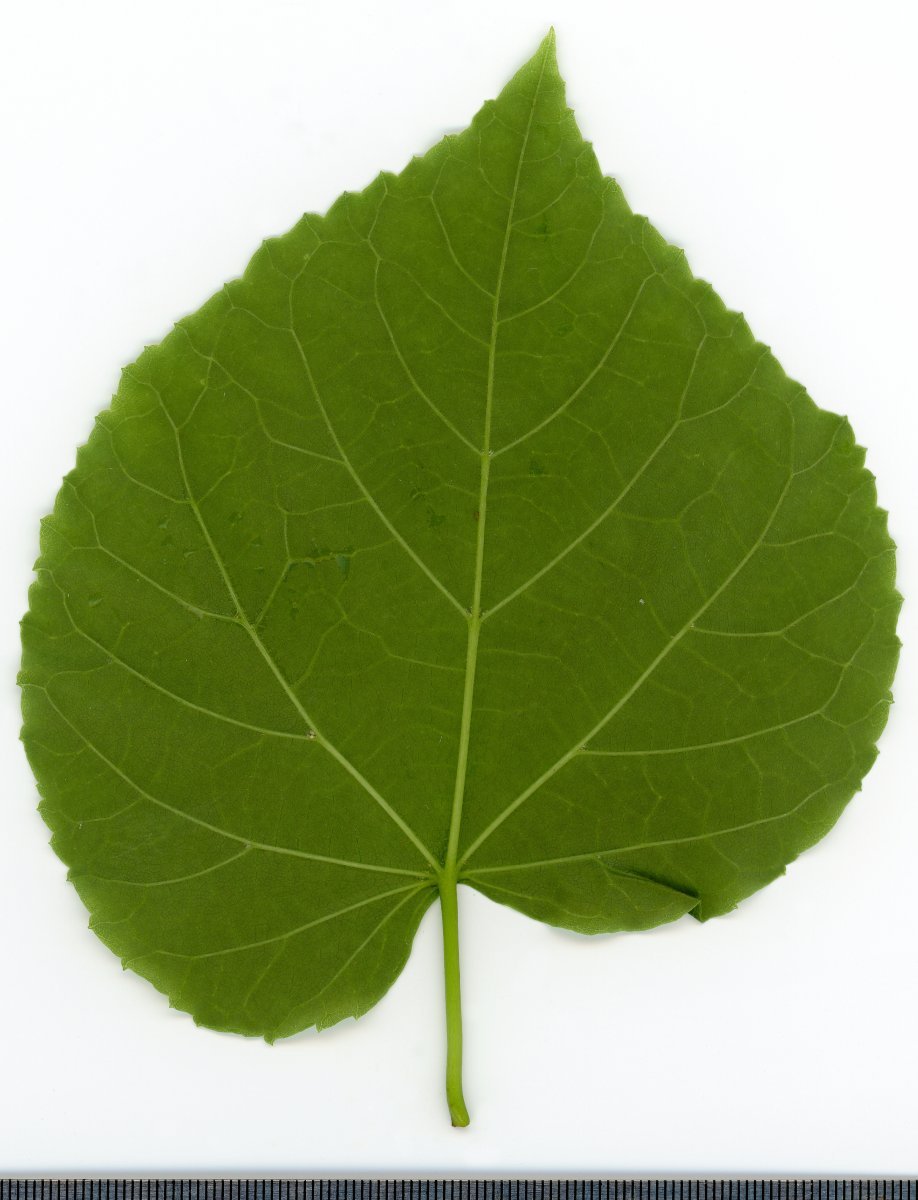 Липа крупнолистная - фото 8