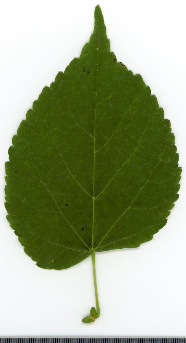 Липа крупнолистная - фото 9