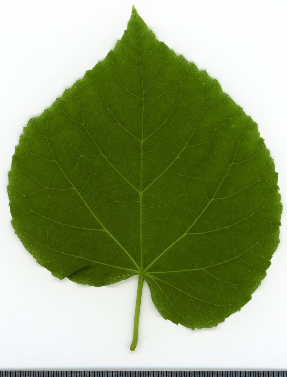 Липа крупнолистная - фото 7