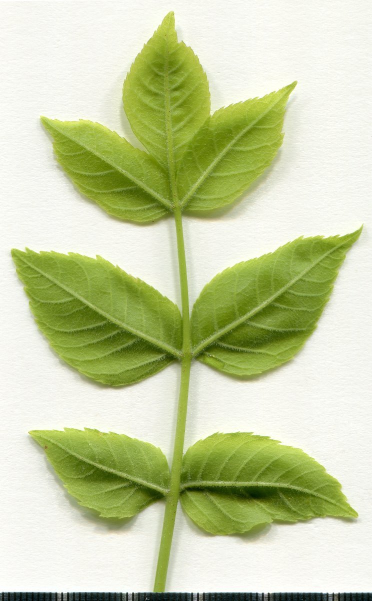 Ясень обыкновенный - фото 2