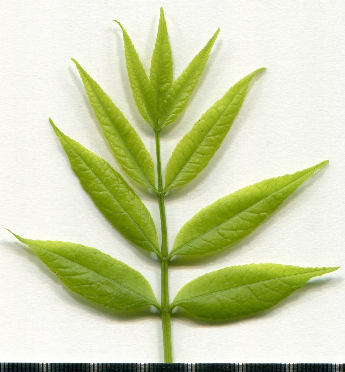 Ясень обыкновенный - фото 5