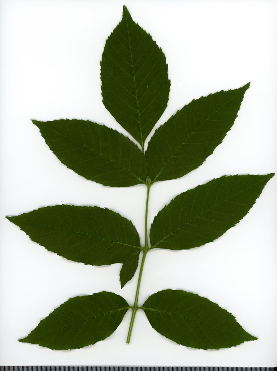 Ясень обыкновенный - фото 9