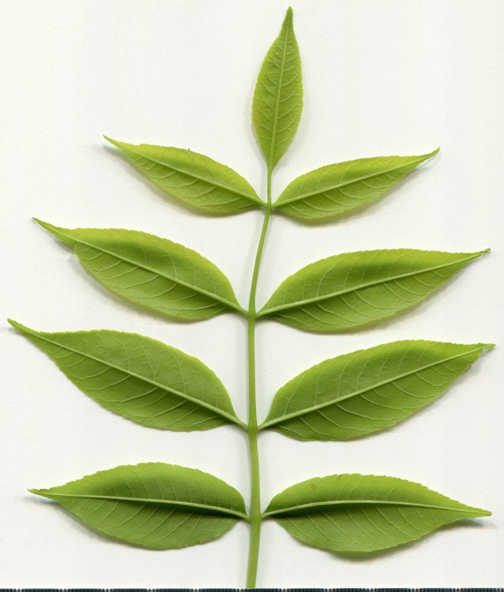 Ясень обыкновенный - фото 8