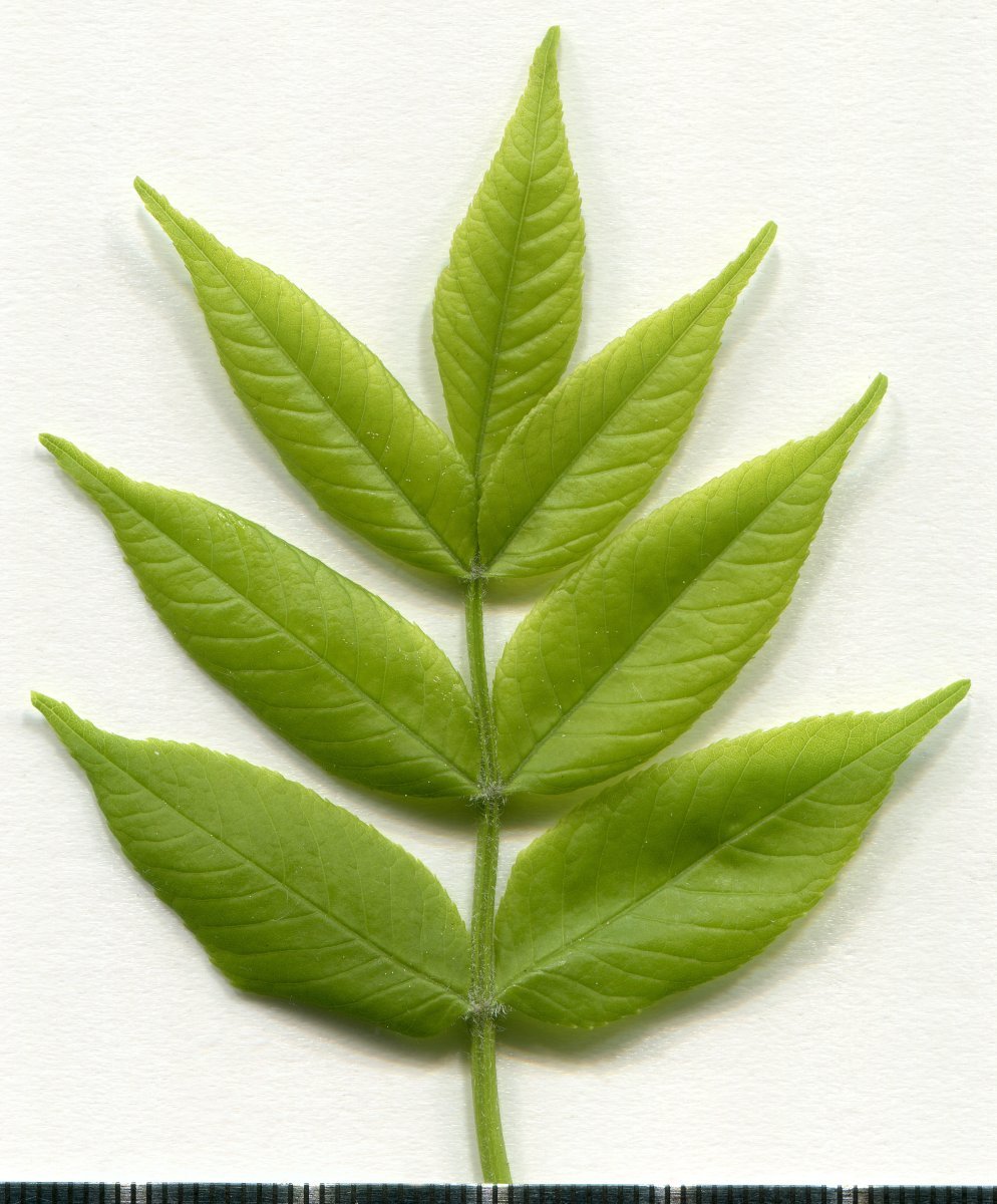 Ясень обыкновенный - фото 3