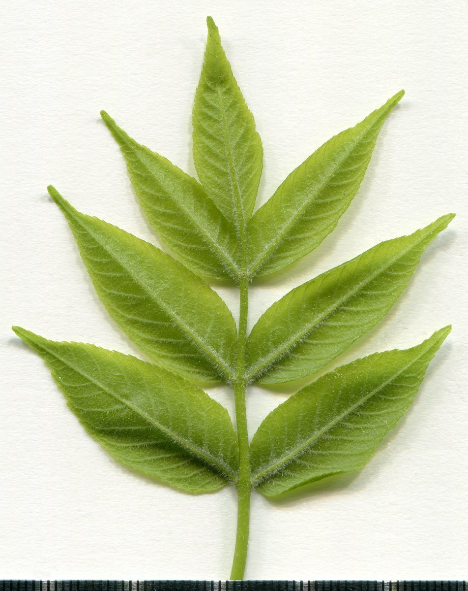 Ясень обыкновенный - фото 4