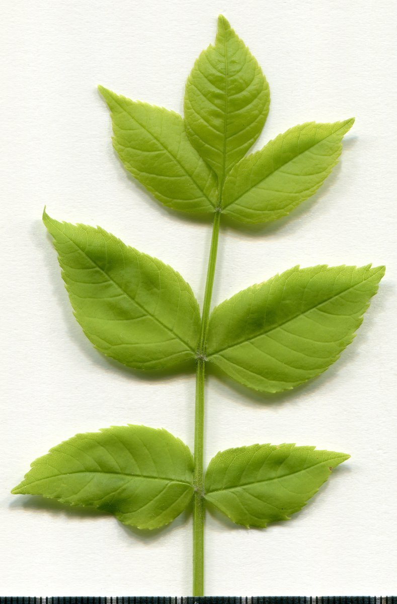 Ясень обыкновенный