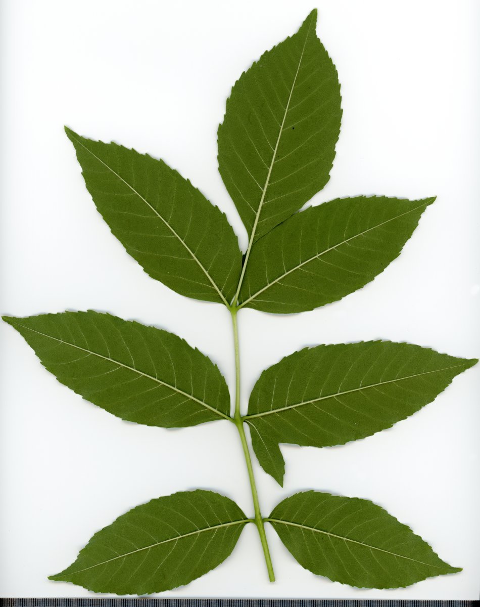 Ясень обыкновенный - фото 10