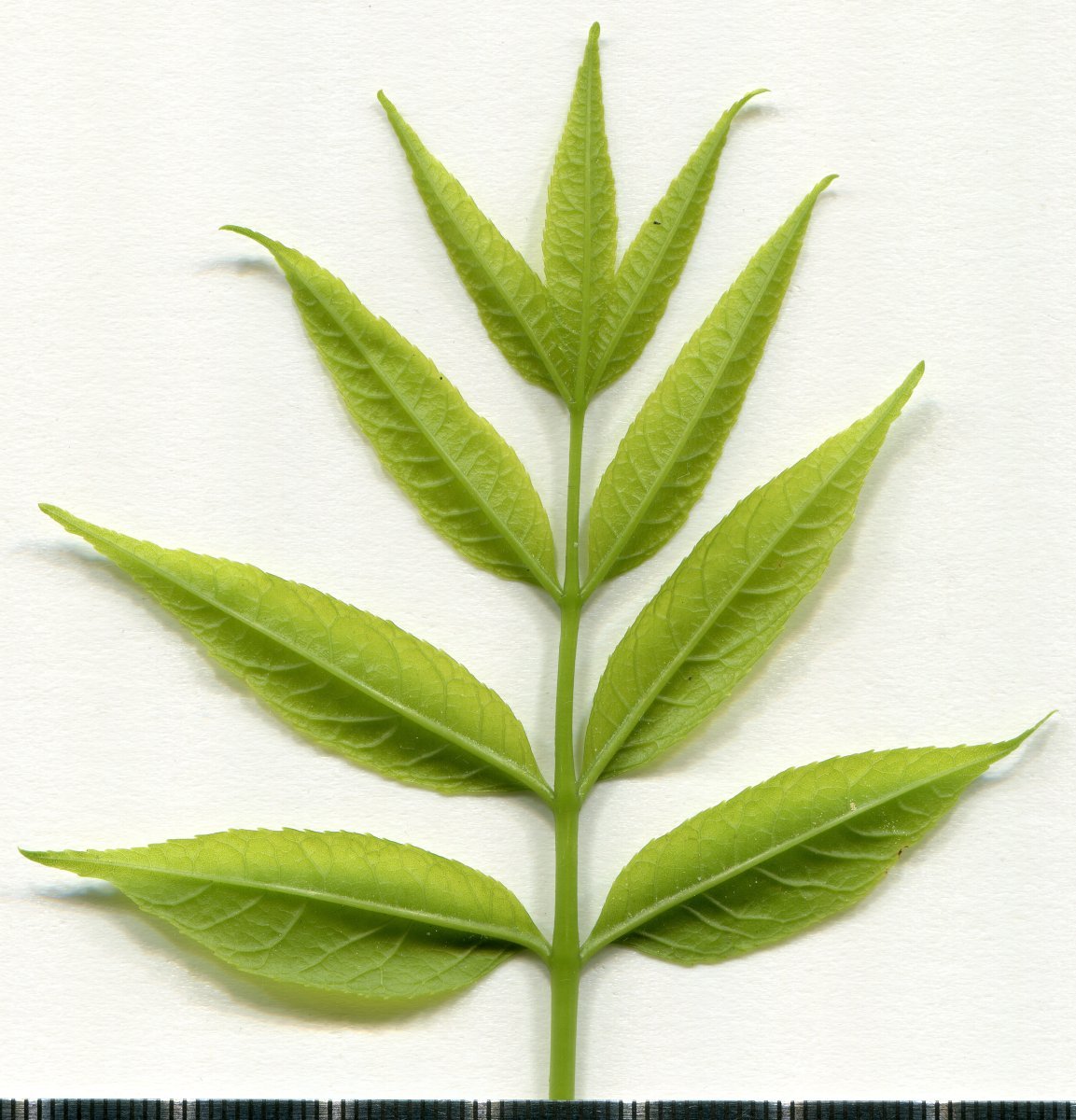 Ясень обыкновенный - фото 6