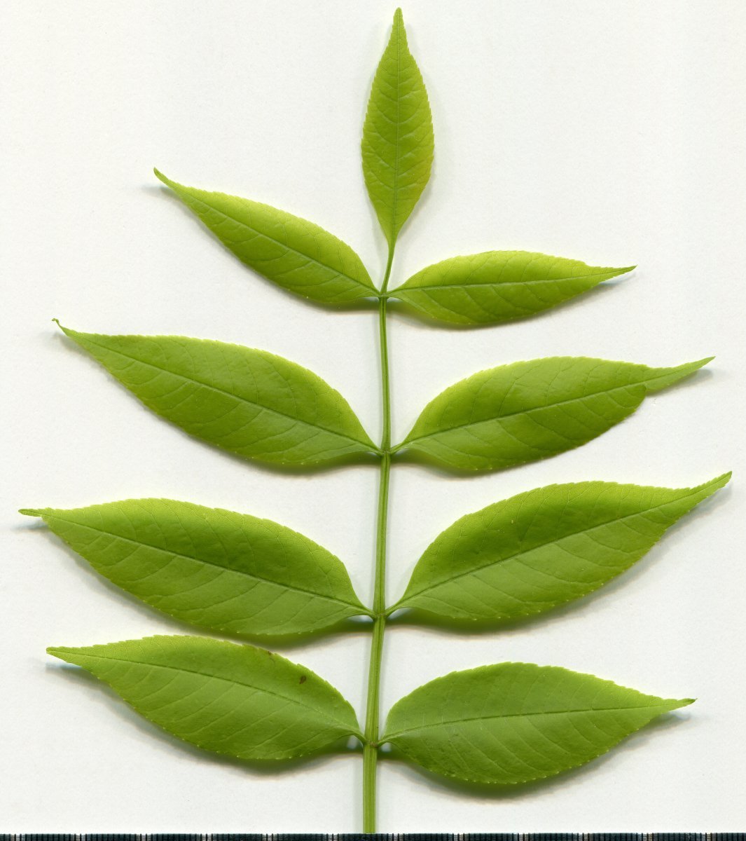 Ясень обыкновенный - фото 7