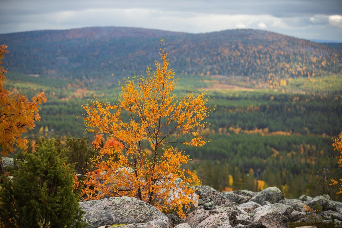 Берёза пушистая - фото 4