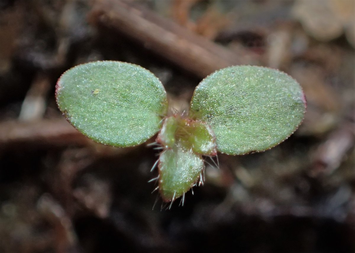 Берёза пушистая - фото 9