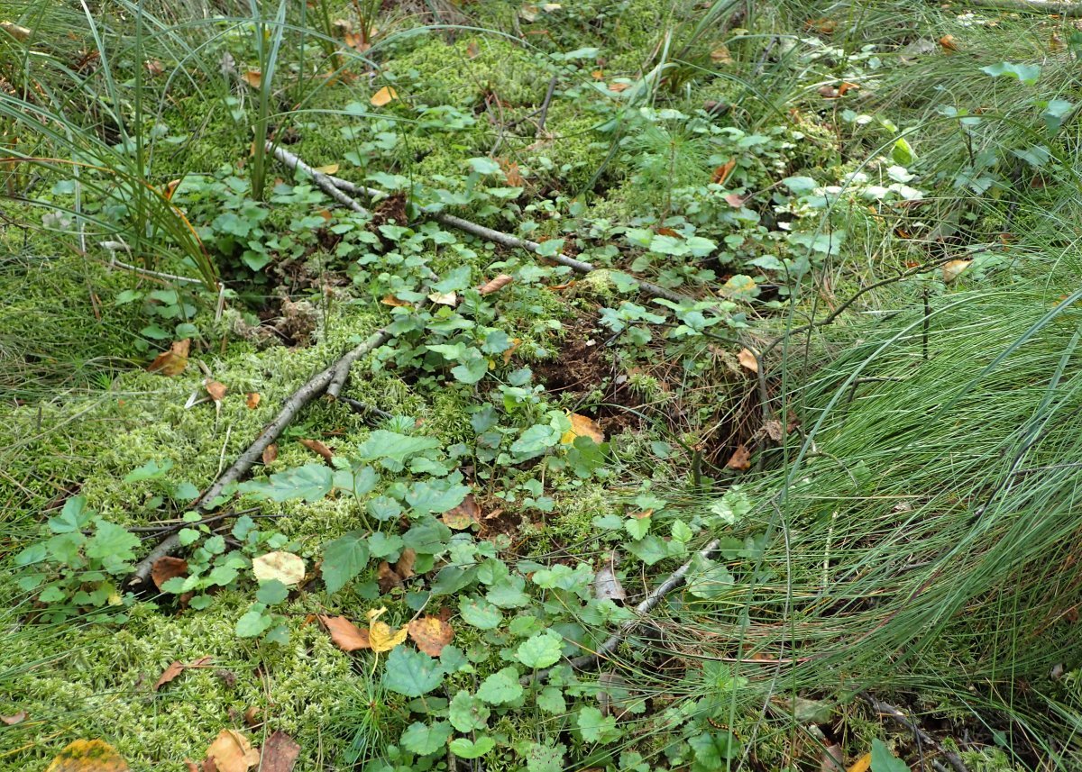 Берёза пушистая - фото 8