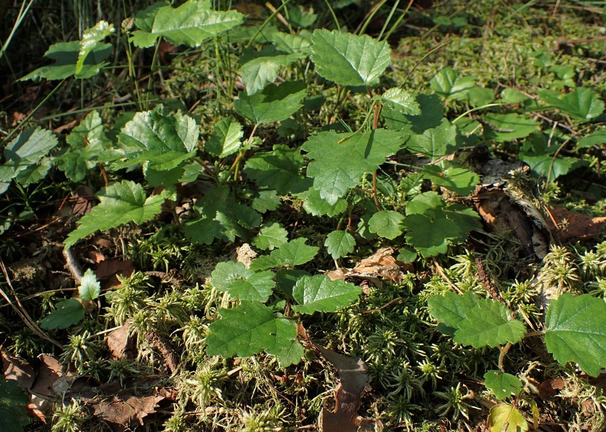 Берёза пушистая - фото 6