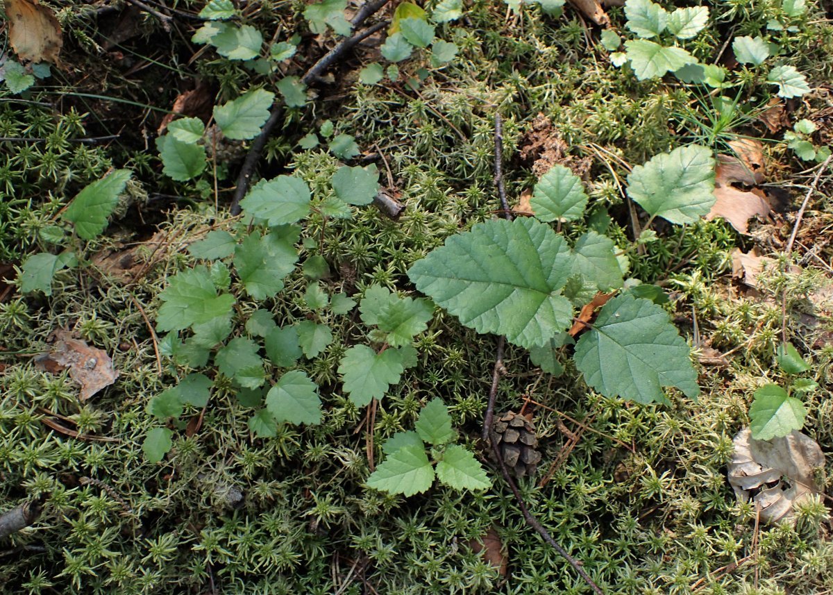 Берёза пушистая - фото 5