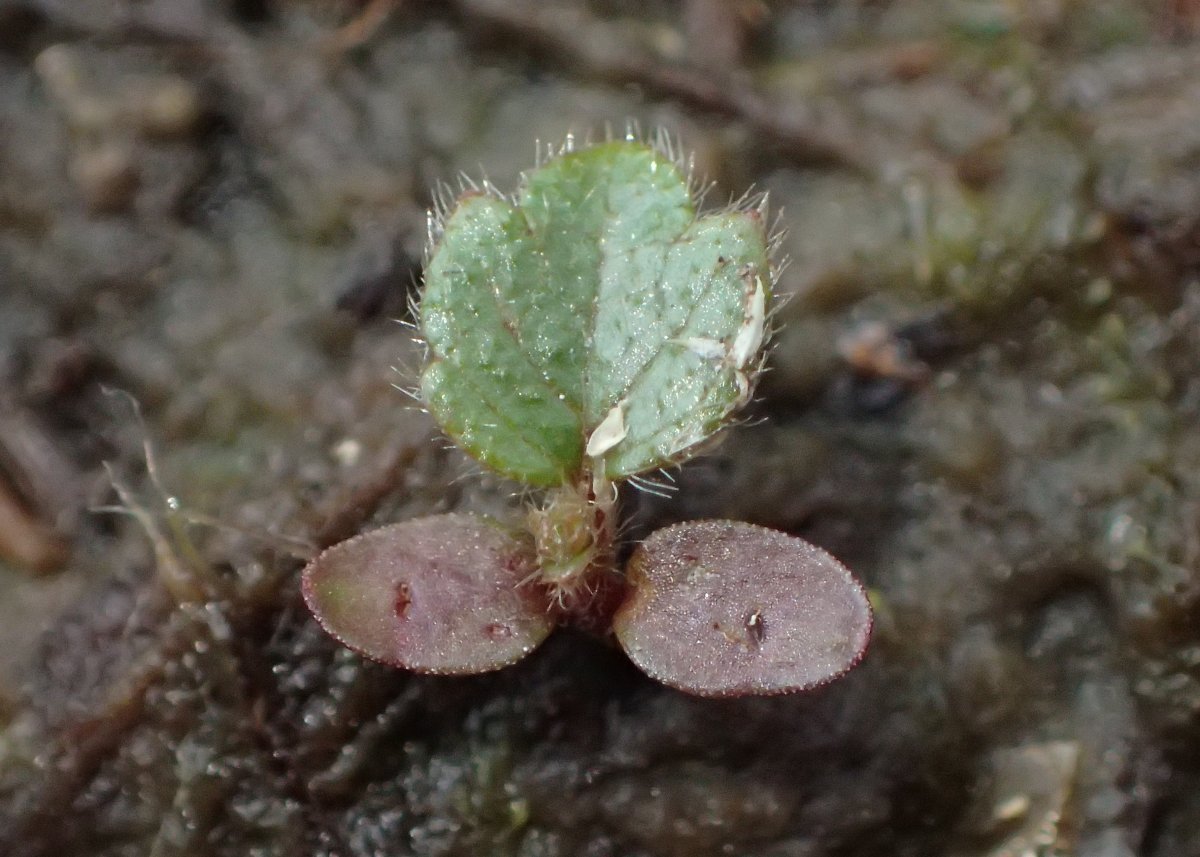 Берёза пушистая - фото 10