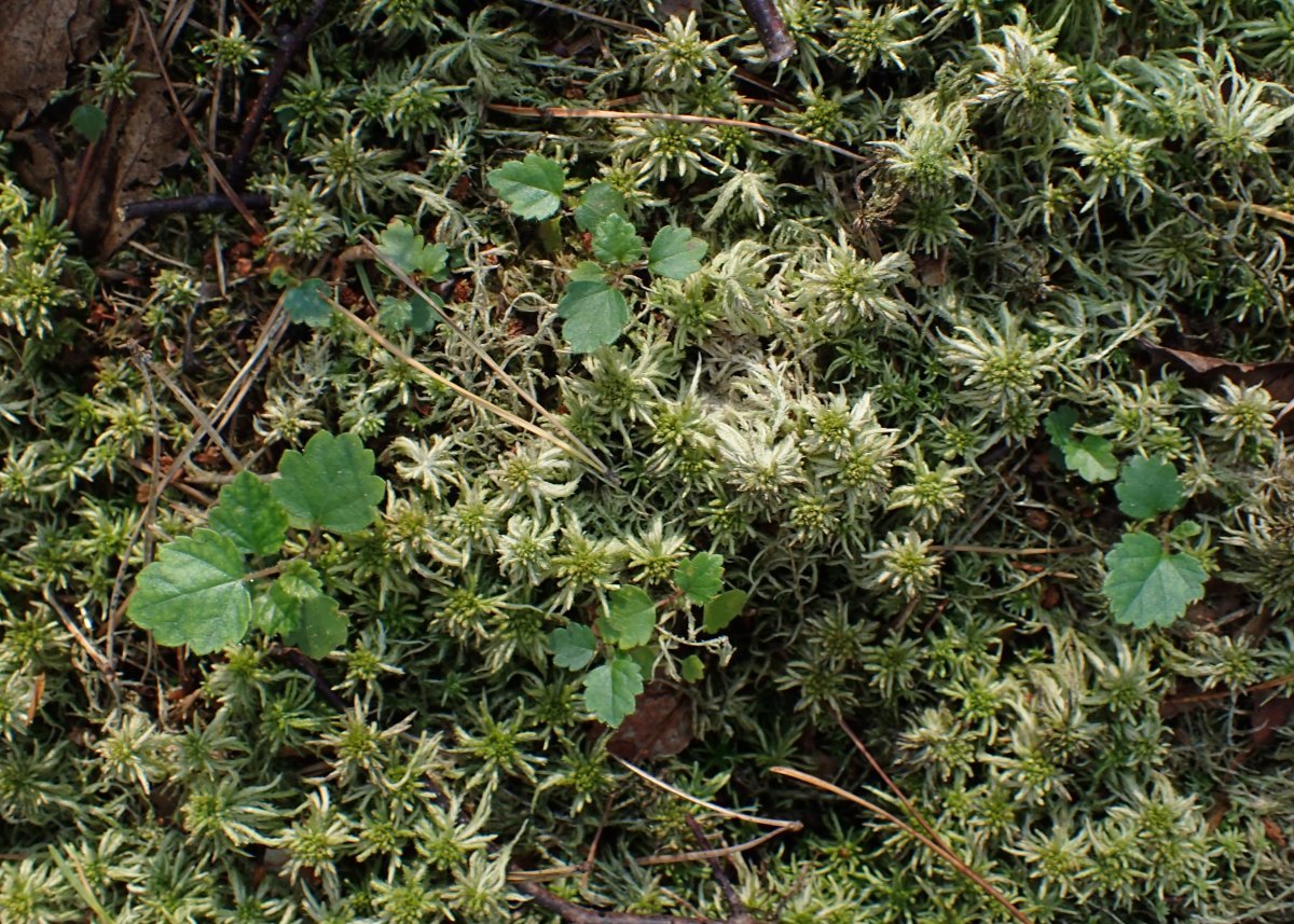 Берёза пушистая - фото 7