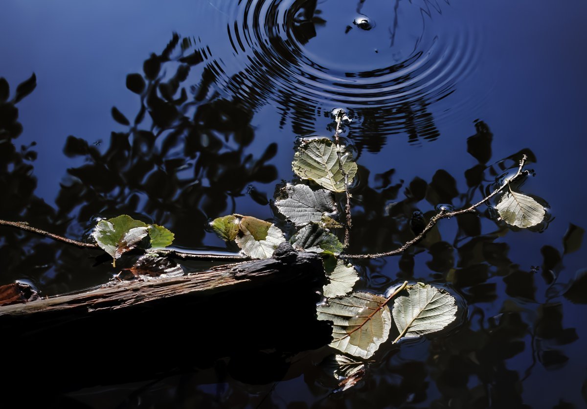 Ольха чёрная - фото 8