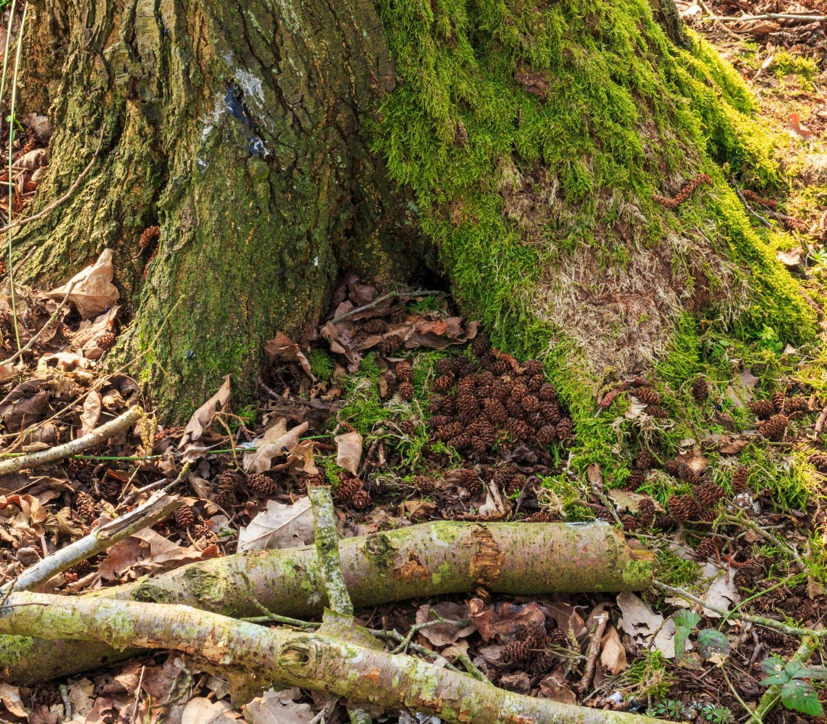 Ольха чёрная - фото 10