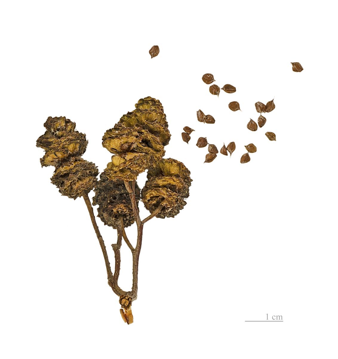 Ольха чёрная - фото 4