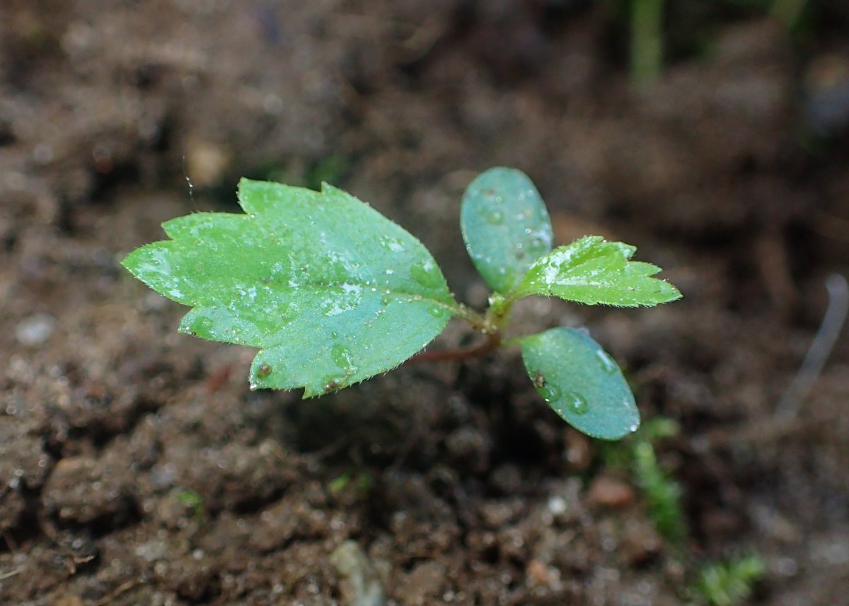 Ольха чёрная - фото 7