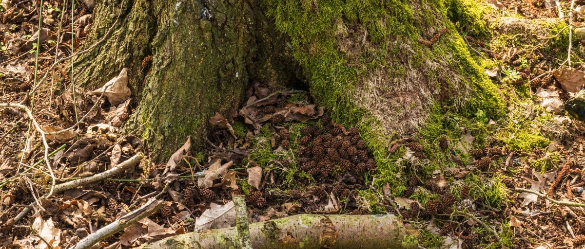 Ольха чёрная - фото 9