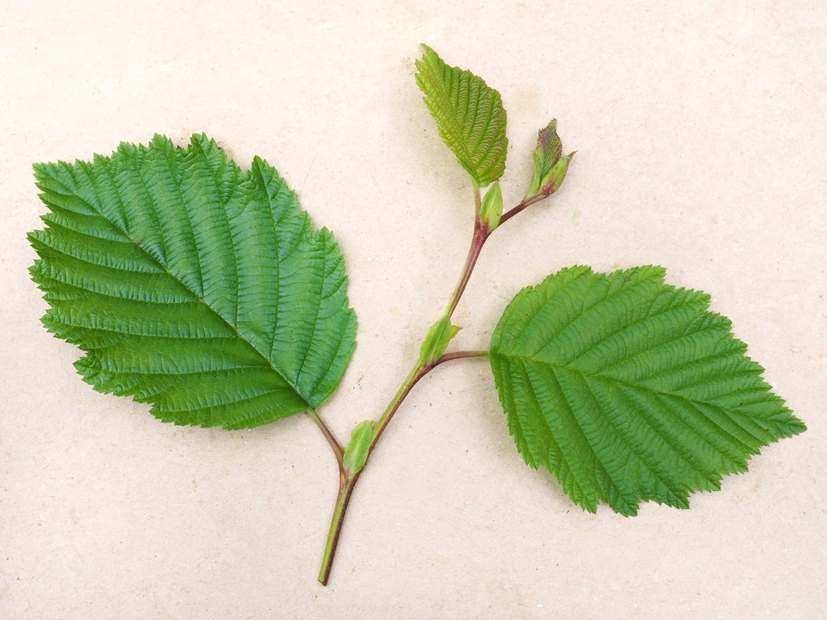 Ольха серая - фото 2