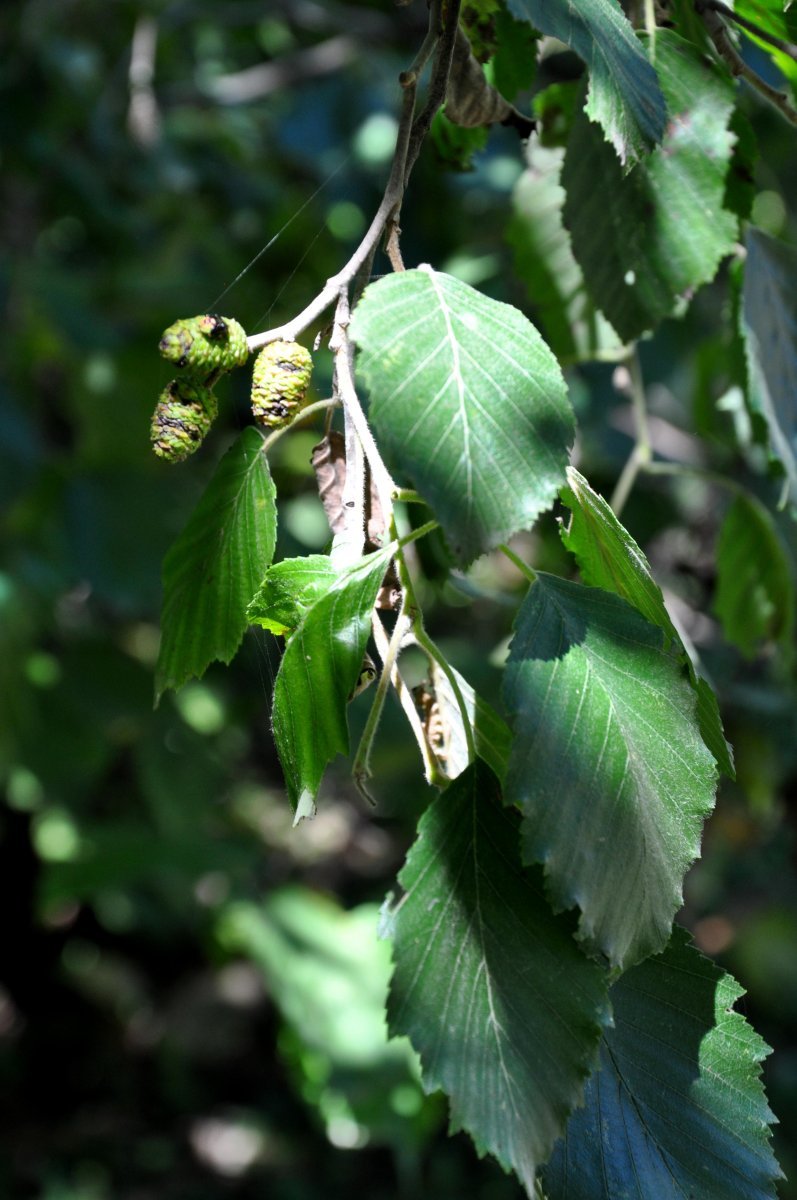 Ольха серая - фото 9