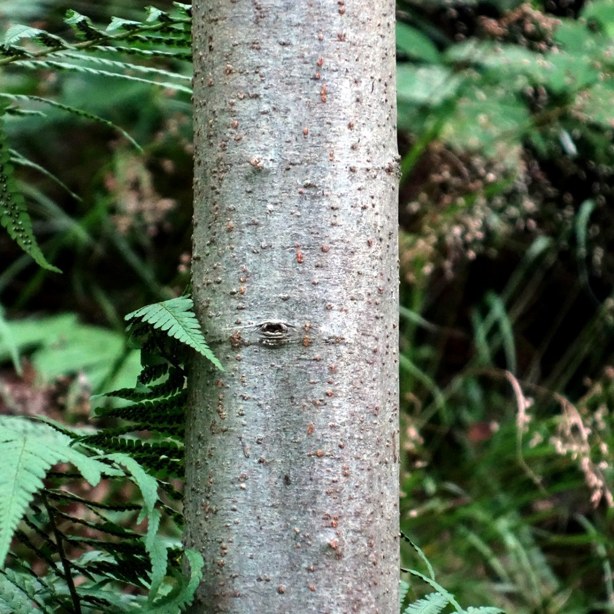 Ольха серая - фото 5