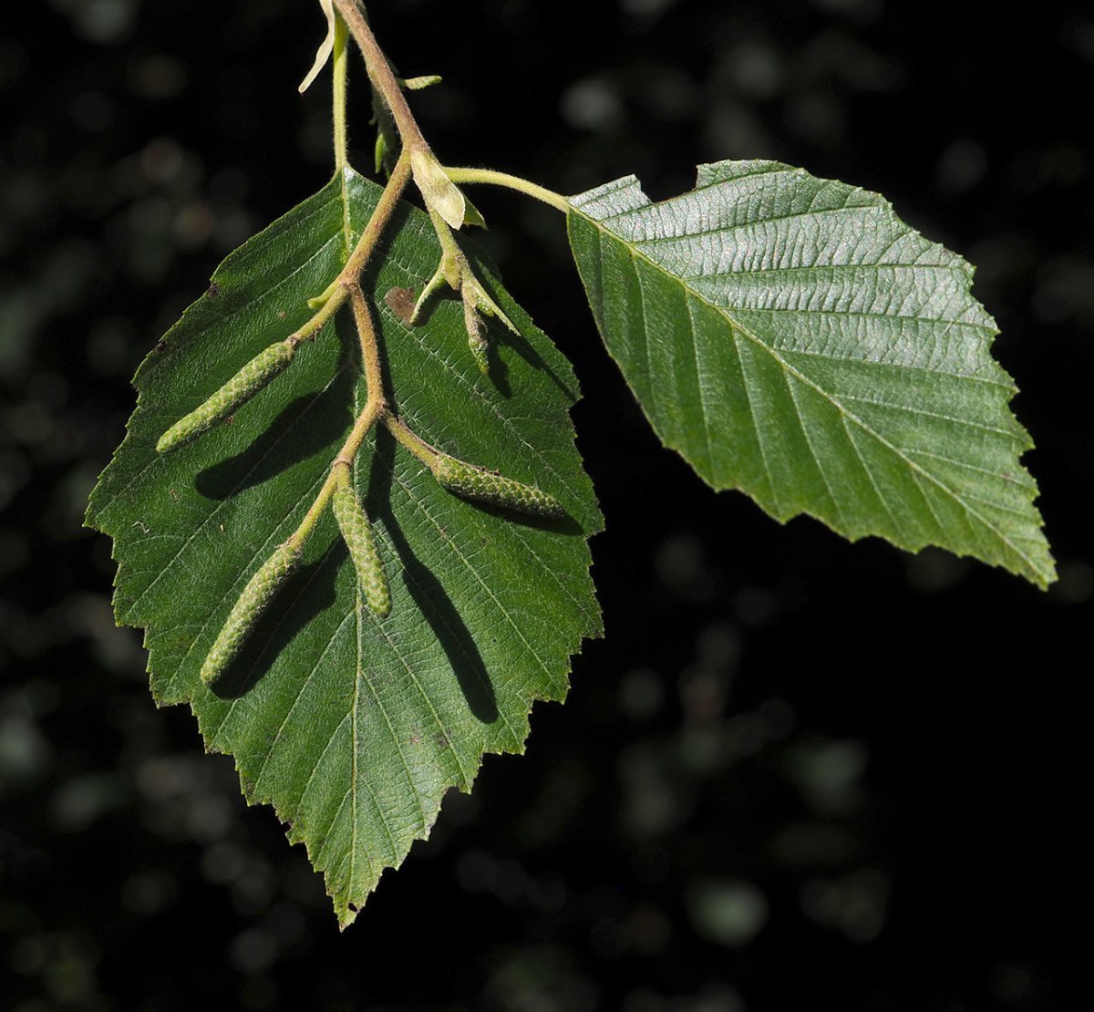 Ольха серая