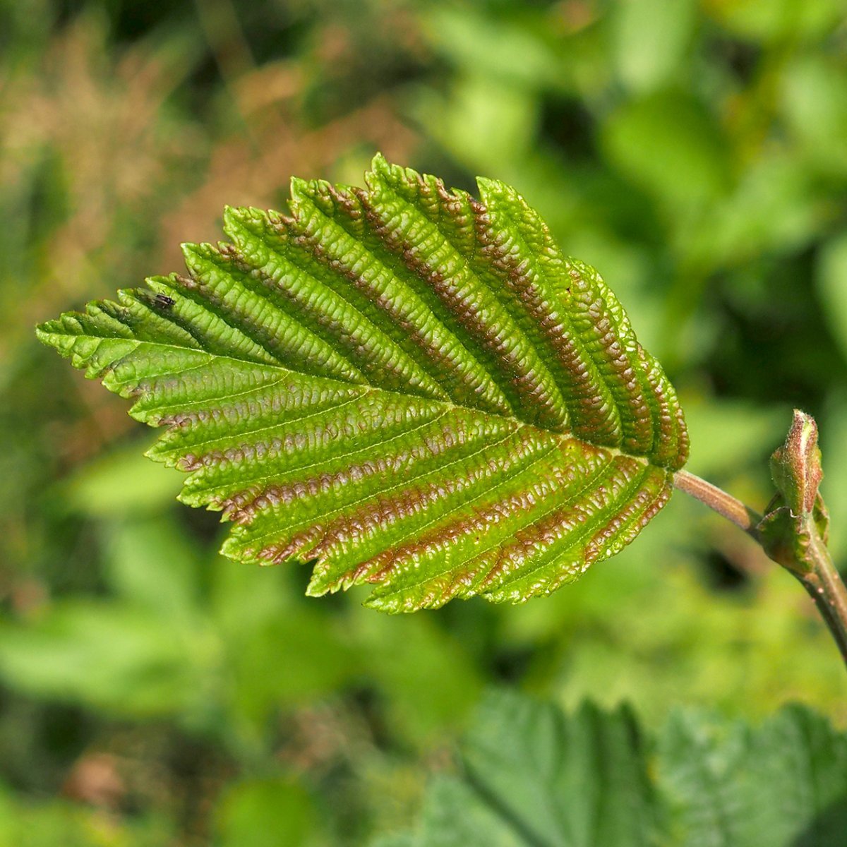 Ольха серая - фото 4