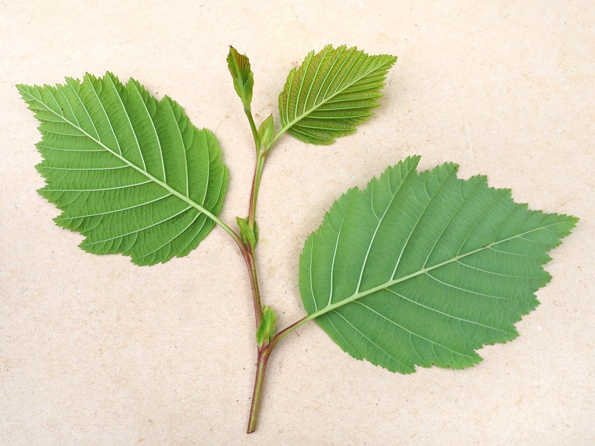 Ольха серая - фото 3