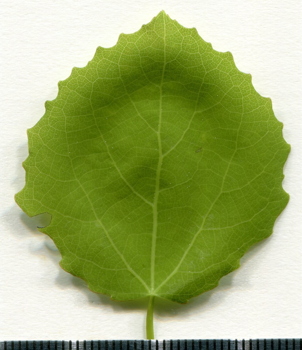 Тополь дрожащий - фото 9